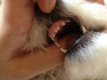为狗狗做牙齿保健的注意事项
