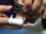 三种狗狗易患的口腔疾病