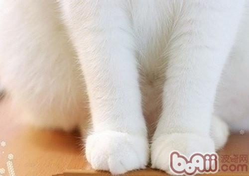 貓咪爪部護理的重要性