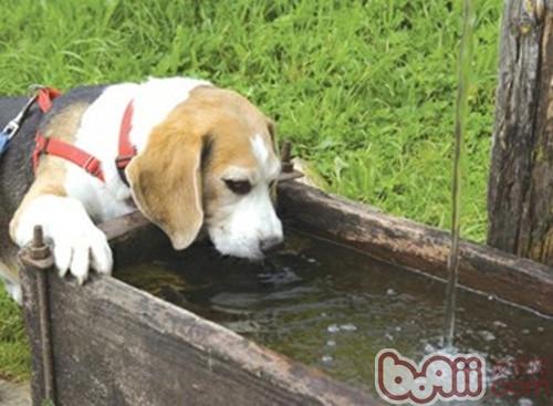 狗狗不喝水的解决办法
