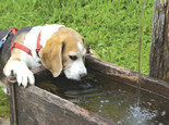 狗狗不喝水的解決辦法