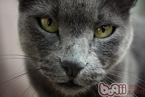 怎样鉴别初生小猫的性别|猫咪品种-波奇网百科