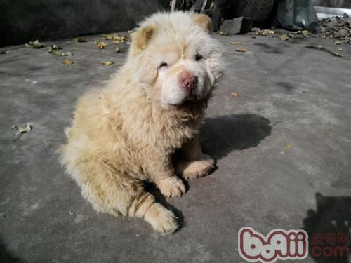 狗狗的臀部怎么护理 狗狗的臀部怎么护理