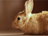 兔兔脚皮炎的原因和治疗方法