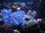 水族箱珊瑚砂的选择