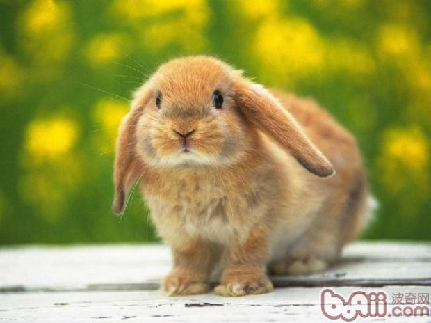 兔兔日常護理：該讓兔兔腳踩哪里