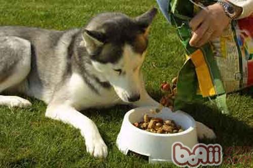 为什么狗狗吃天然粮比较好