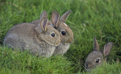 图解各种兔子便便的隐藏信息