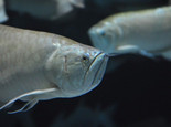 热带鱼银龙鱼的养殖六要点