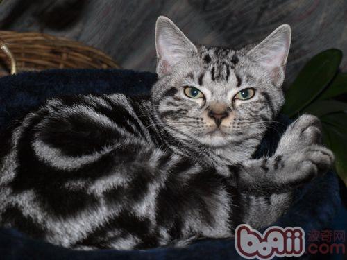 美国短毛猫