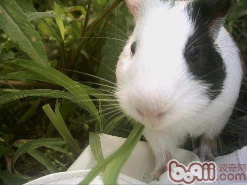 如何判断荷兰猪DD发情