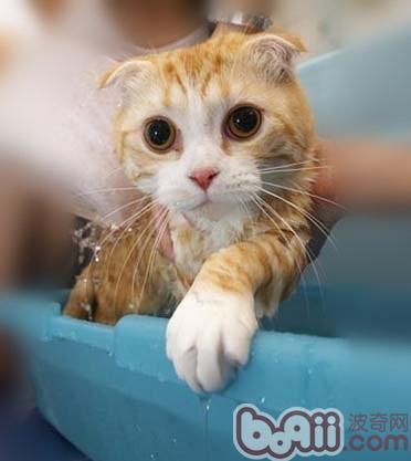 給貓咪洗澡步驟有哪些 