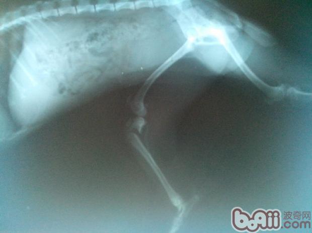 一例犬骨骺端骨折病例