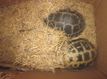 缅甸陆龟冬眠的个人经验