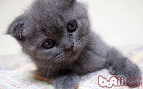 猫咪意外受伤怎么办