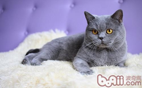 日本短毛猫怎么口腔护理|猫咪美容-波奇网百科