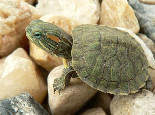 巴西龜幼龜飲食注意事項