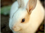 兔兔吃苜蓿草拉软便怎么办