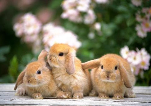 關于養兔的三個謠言