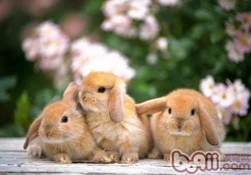 关于养兔的三个谣言