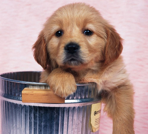 让狗狗远离垃圾桶
