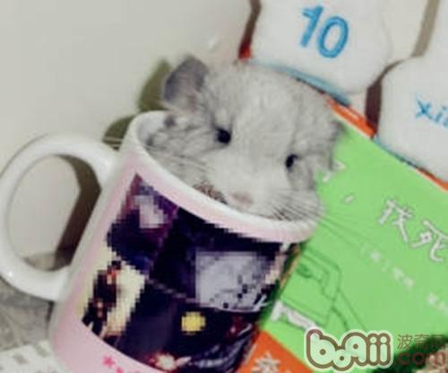 龙猫生产完该如何护理