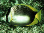 索馬里蝶魚的品種介紹