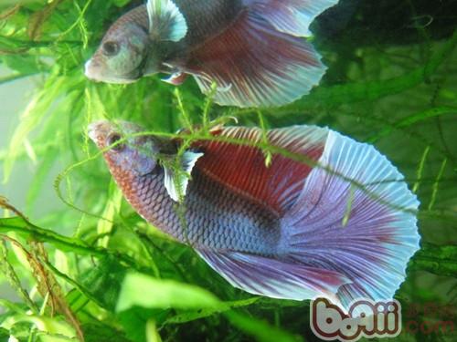 斗鱼混养问题解析|水族喂食-波奇网百科大全