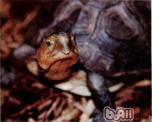 宠物龟的“牙科病”