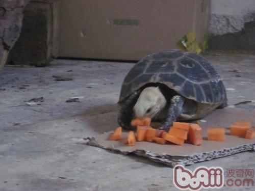 陆龟拒食的常见原因以及解决办法