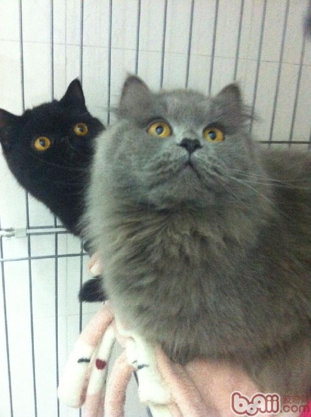 动物福利--猫咪绝育手术|猫咪繁殖-波奇网百科