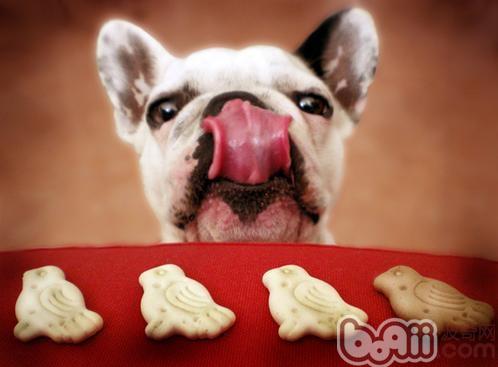 狗狗进食速度快是饿了吗
