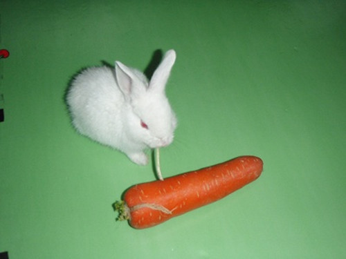 不同年齡段兔兔食物區別