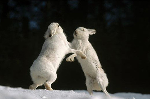 雪兔的繁殖方式