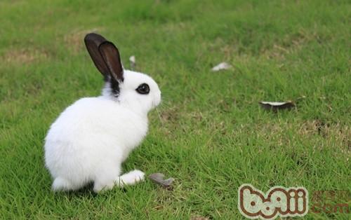 宠物兔兔怎么养|小宠喂食-波奇网百科大全