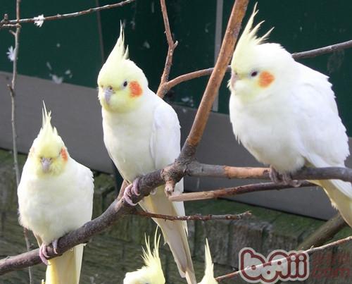 鸡尾鹦鹉的繁殖注意事项|小宠繁殖-波奇网百科