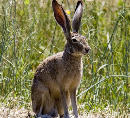 世界最特別的兔子——琉球兔