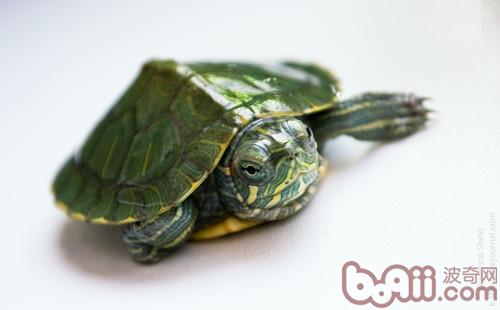 如何预防龟龟腐甲病