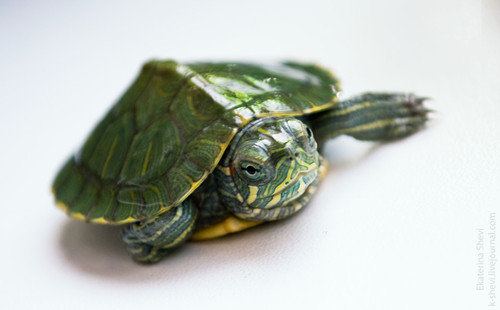 如何预防龟龟腐甲病