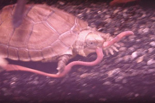 小龟龟吃蚯蚓吗？