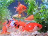 影响金鱼转色和体色鲜艳的原因