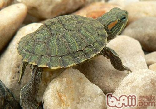 巴西龟简单易行的懒人孵蛋法