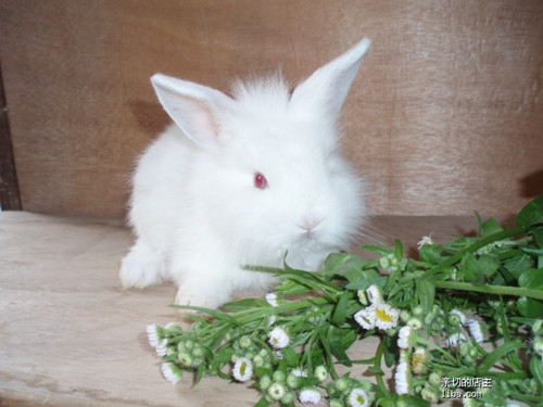 维生素对兔兔生长发育的影响