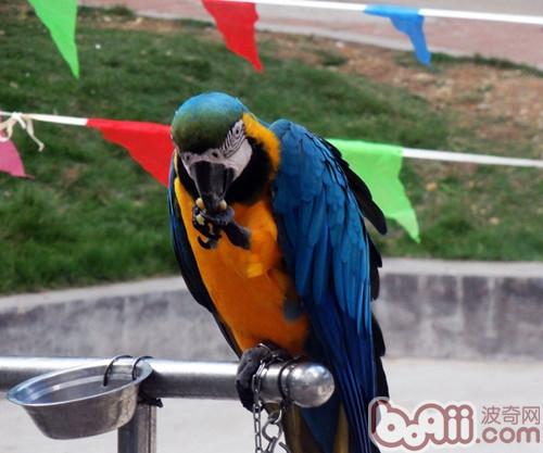 训练鹦鹉出笼的技巧和方法|小宠喂食-波奇网百