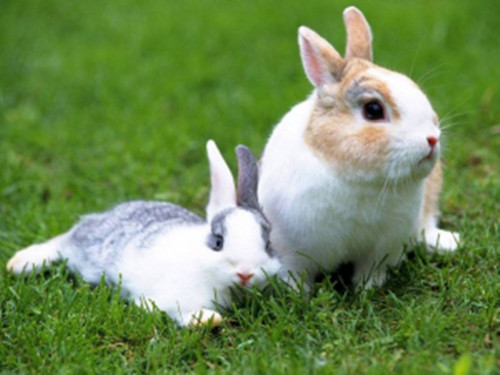 如何治疗兔兔产后无乳
