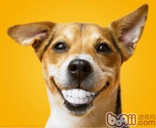狗狗牙齿日常护理该怎么做