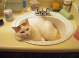 貓咪吃衛生紙的原因分析