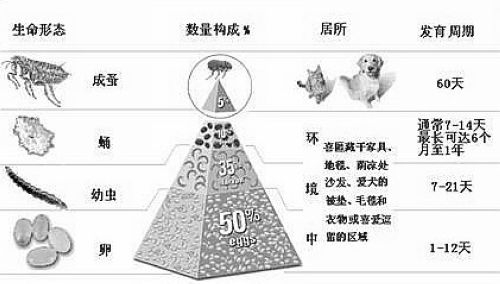 肉眼看到的跳蚤只占全部跳蚤的5%,还有95%的跳蚤卵,幼虫和蛹存在于