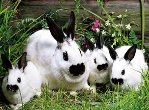 兔瘟的症状及预防注意事项