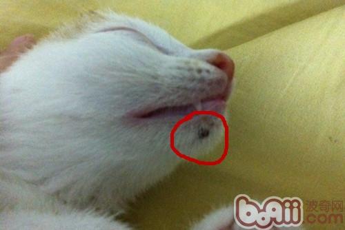 猫的下巴为什么总是脏脏的？